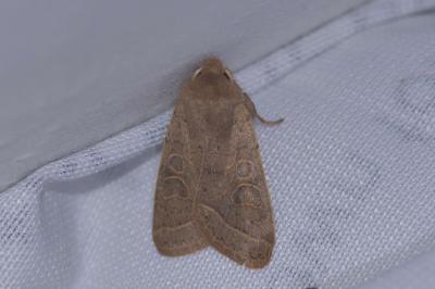 <i>Orthosia cerasi</i>