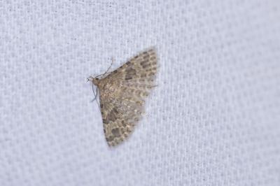 <i>Alucita hexadactyla</i>