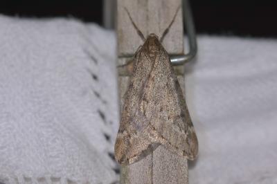 <i>Alsophila aescularia</i>