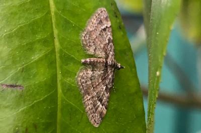 <i>Gymnoscelis rufifasciata</i>
