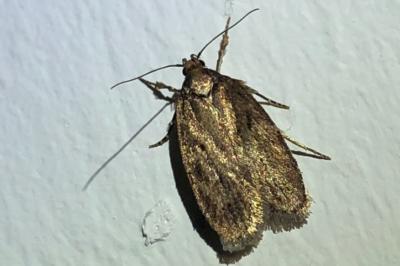 <i>Depressaria albipunctella</i>