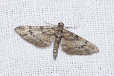 <i>Gymnoscelis rufifasciata</i>