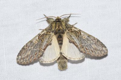<i>Peridea anceps</i>