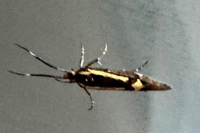 <i>Esperia sulphurella</i>