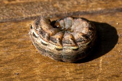 <i>Noctua pronuba</i>