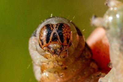 <i>Noctua pronuba</i>