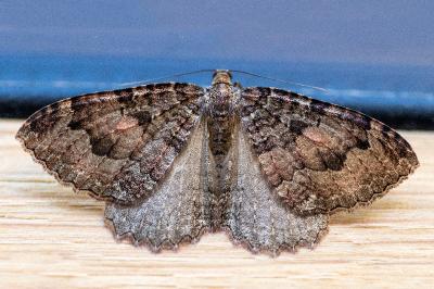 <i>Triphosa dubitata</i>