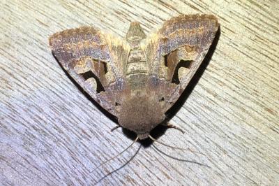 <i>Orthosia gothica</i>