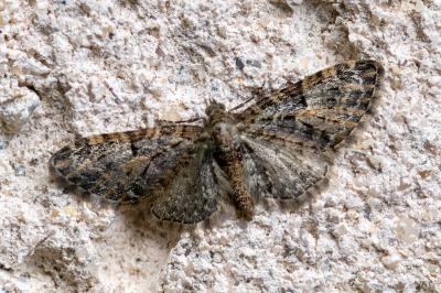 <i>Eupithecia dodoneata</i>