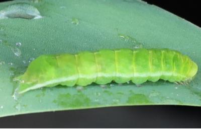 <i>Phlogophora meticulosa</i>
