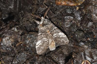 <i>Drymonia ruficornis</i>