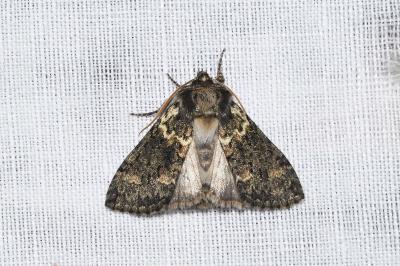 <i>Polyploca ridens</i>