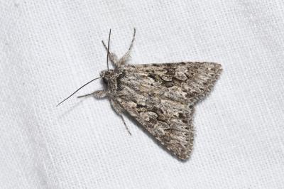 <i>Xylocampa areola</i>