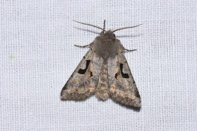 <i>Orthosia gothica</i>