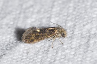 <i>Dyseriocrania subpurpurella</i>