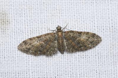 <i>Eupithecia abbreviata</i>