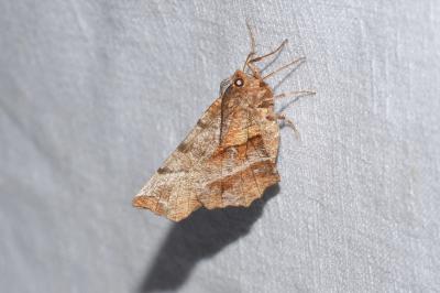 <i>Selenia dentaria</i>