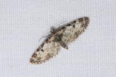 <i>Eupithecia irriguata</i>