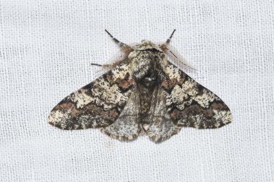 <i>Biston strataria</i>