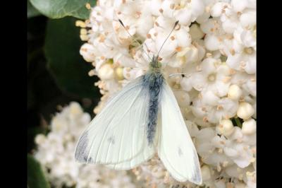 <i>Pieris rapae</i>
