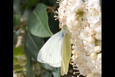 <i>Pieris rapae</i>