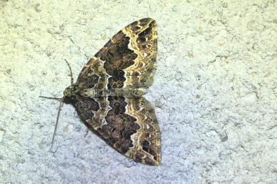 <i>Lampropteryx suffumata</i>