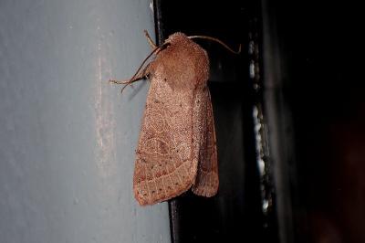 <i>Orthosia cerasi</i>