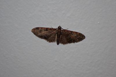 <i>Eupithecia abbreviata</i>