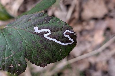 <i>Stigmella aurella</i>