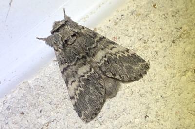 <i>Drymonia ruficornis</i>