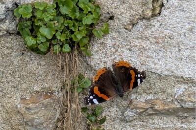 <i>Vanessa atalanta</i>