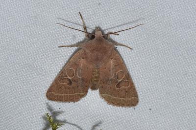 <i>Orthosia cerasi</i>