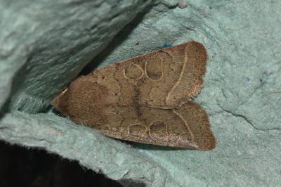 <i>Orthosia cerasi</i>
