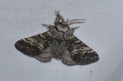 <i>Drymonia ruficornis</i>