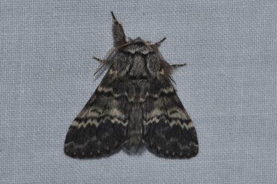 <i>Drymonia ruficornis</i>