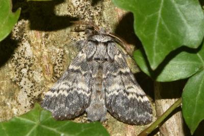 <i>Drymonia ruficornis</i>