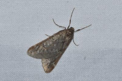 <i>Alsophila aescularia</i>