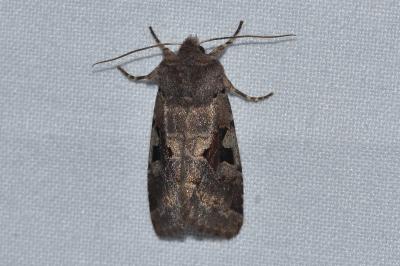 <i>Orthosia gothica</i>