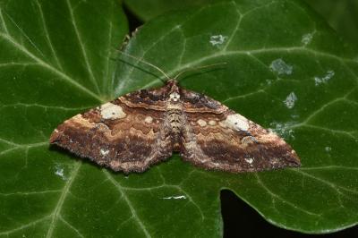 <i>Earophila badiata</i>