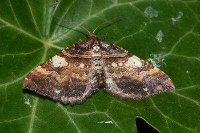 <i>Earophila badiata</i>