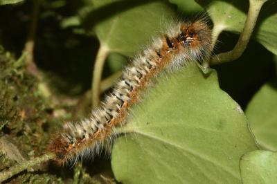 <i>Lasiocampa quercus</i>