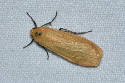 <i>Wittia sororcula</i>