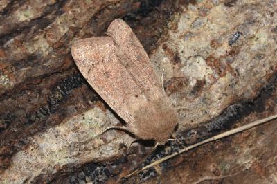 <i>Orthosia cruda</i>