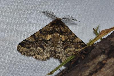 <i>Lycia hirtaria</i>