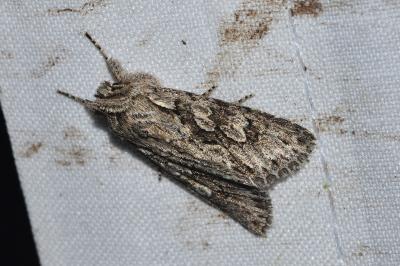 <i>Xylocampa areola</i>