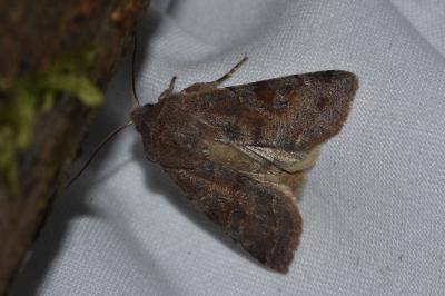 <i>Orthosia incerta</i>