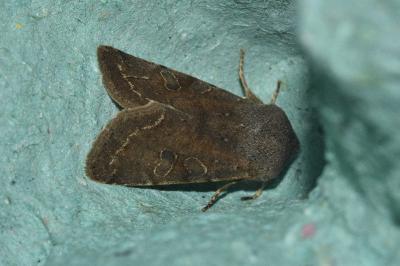 <i>Orthosia incerta</i>