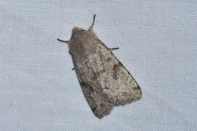 <i>Orthosia incerta</i>