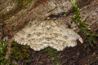 <i>Ectropis crepuscularia</i>