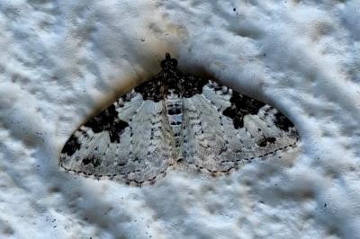 <i>Xanthorhoe fluctuata</i>
